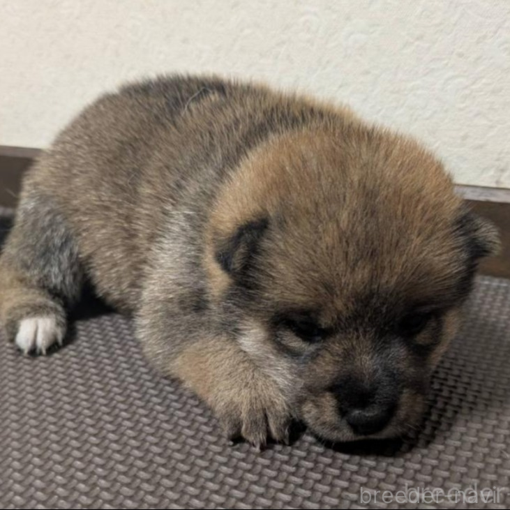 商談中の新潟県の柴犬-398620の3枚目